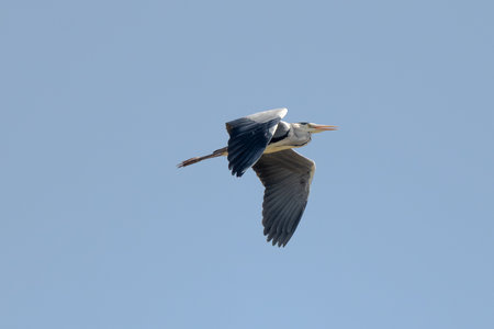 Grey Heron Bird In Flight Wildlife Photographyの写真素材