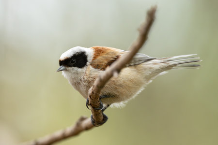 Remiz Bird On A Branch Photography Of Wild Natureの写真素材