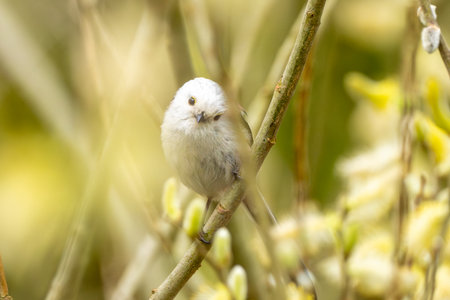 Wildlife Photograph Of A Long-Tailed Tit Bird On A Branchの写真素材
