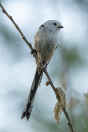 Long-Tailed Tit Sits On A Branch At Sunsetの写真素材
