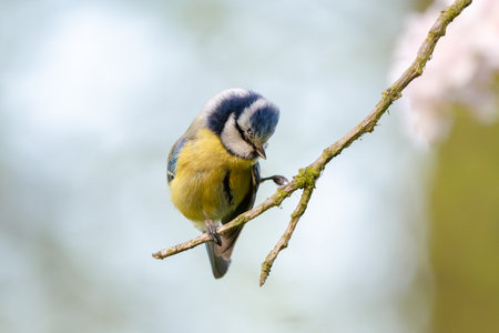 Eurasian Blue Tit Perched On Blooming Tree Branch With Blurred Backgroundの写真素材