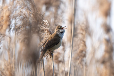 Great Reed Warbler Sings In The Reedsの写真素材