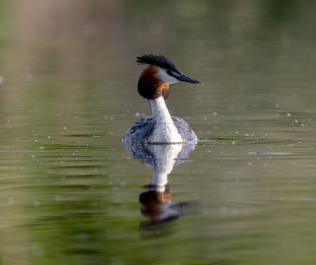 Great Crested Grebe Swims In The Lake