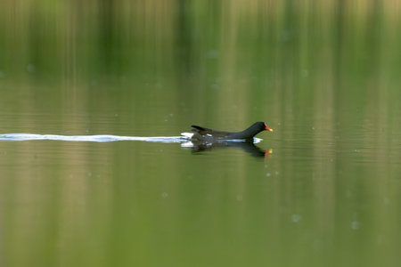Active Male Eurasian Moorhen Swims In The Lakeの写真素材