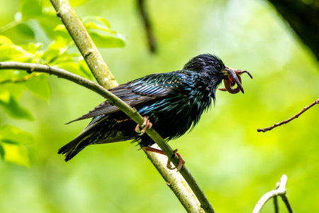 European Starling Holding Food In Beak For Chicksの写真素材