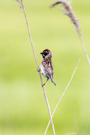 Female Reed Bunting Holds Insects In Beak To Feed Chicksの写真素材