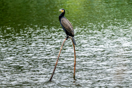 Cormorant Swims In The Lake In Summer