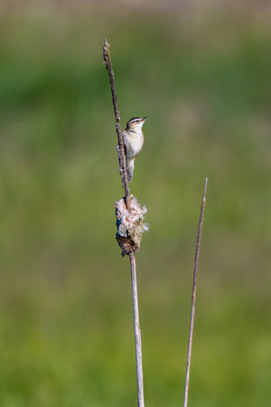 Sedge Warbler sitting In The Reeds