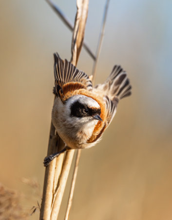 Eurasian Penduline Tit Bird On A Branchの写真素材