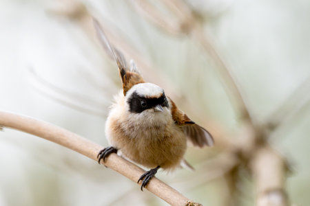 Photograph Of A Remiz Bird Flapping Its Wings On A Branch In The Wildの写真素材