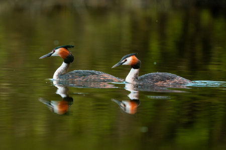 Two Great Crested Grebe Birds In A Forest Lakeの写真素材