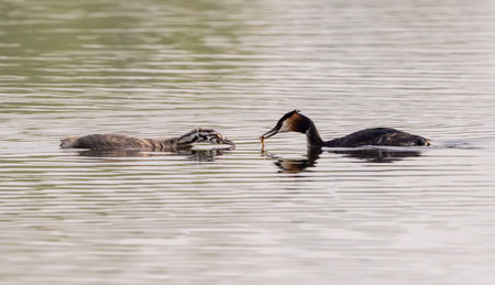 Great Crested Grebe With Chicks Feeding Baby In Lakeの写真素材