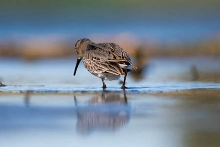 Dunlin Searching For Food In The Lakeの写真素材