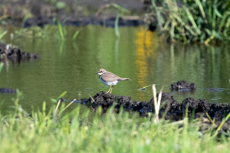 Little Ringed Plover Bird In Action On The River Shoalの写真素材