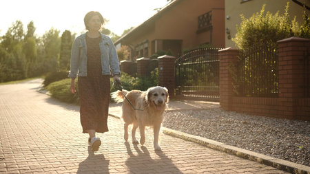 Female Dog Owner Walks Adorable Golden Retriever At Sunset On A Street During Daily Routine