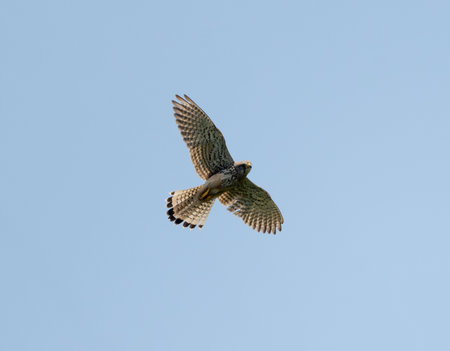 Common Kestrel Flying Against The Skyの写真素材