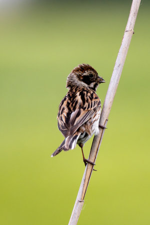 Female Reed Bunting Holds Insects In Beak To Feed Chicksの写真素材