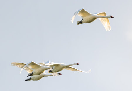 Mute Swans Flying Against The Skyの写真素材