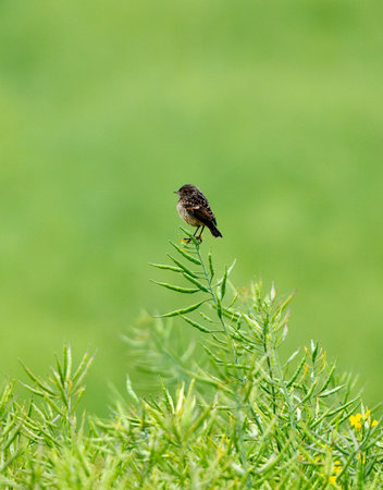 Female European Stonechat Singing While Sitting On A Branch In The Fieldの写真素材