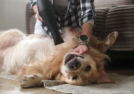 Girl Blow-Drying A Fluffy, Playfully Golden Retriever Dog At Home In Slow Motion With A Hair Dryerの写真素材