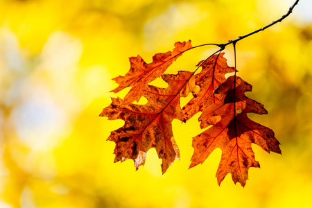 Oak Autumn Leaves On Tree Against A Sunlit Yellow Background