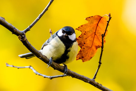 Great Tit Sitting On A Branch Against A Yellow Backdrop Of Leaves In Autumnの写真素材