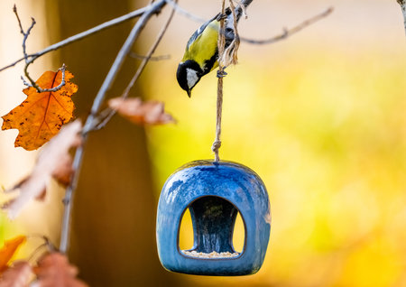 Great Tit Sitting On Feeder In Fall With Yellow Leaves In The Backgroundの写真素材