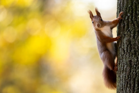 Cute Squirrel On A Tree Against A Blurred Backgroundの写真素材
