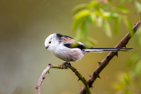 Long-Tailed Tit On Rosehip Bushの写真素材