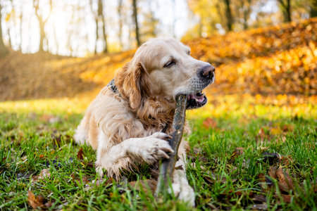 Golden Retriever Chews A Stick In The Autumn Parkの写真素材