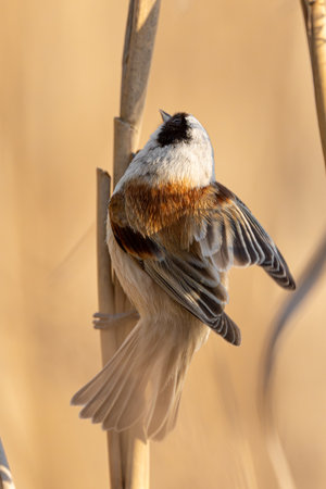 Eurasian Penduline Tit Bird On A Branchの写真素材