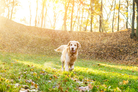 Golden Retriever Dog Running In The Autumn Parkの写真素材