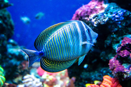 Blue Fish With Yellow Stripes From Red Sea In Water