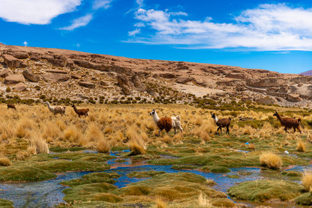 Flock Of Llamas In The Green Oasis Of The Highland Landscape Of Altiplano In Bolivia