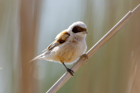 Remez Bird Sitting On Branch Close-Up Viewの写真素材