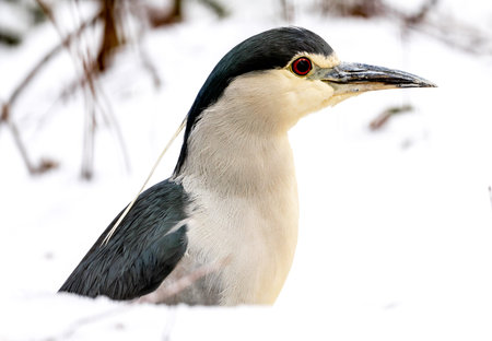 Portrait Of Bird In Snow This Winter And In The Wildの写真素材
