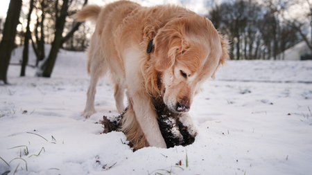 Golden Retriever Dog Digging Hole In Winter Park