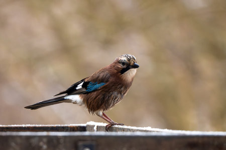 Jay Sitting On A Fence In Winter