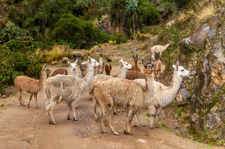 Flock Of Llamas Walking On A Mountain Trail In Bolivia