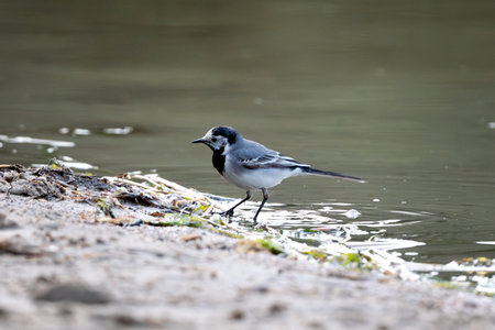 Pied Wagtail Walking On Sand By The Lake