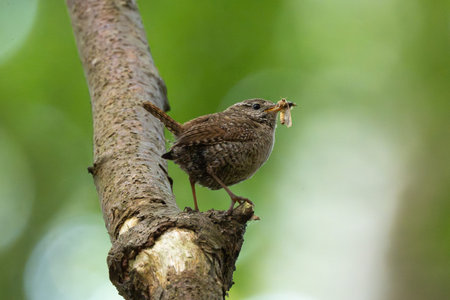 Small brown bird holds prey in beak while resting on a wooden tree limb during golden sunset hour
