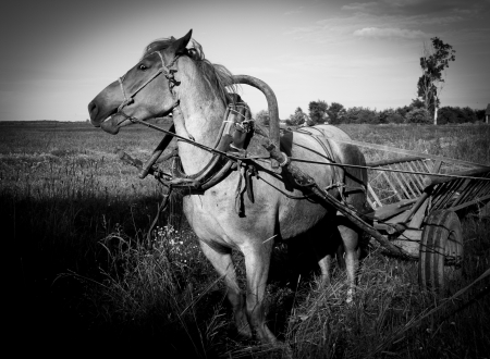 horse harnessed in a cartの写真素材