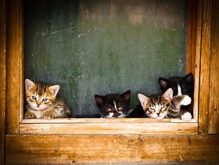 kittens in a window frameの写真素材