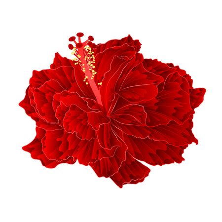 Corrugated red hibiscus simple tropical flower on a white background vintage vector illustrationのイラスト素材