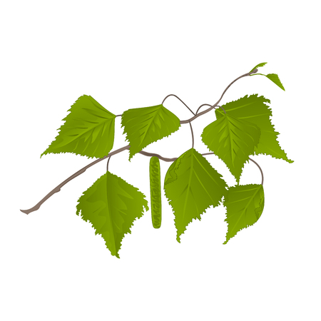 Twig Birch with catkins natural background vector illustrationのイラスト素材