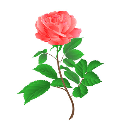 Rose flower pink twig with leaves on a white background vintage vector illustrationのイラスト素材