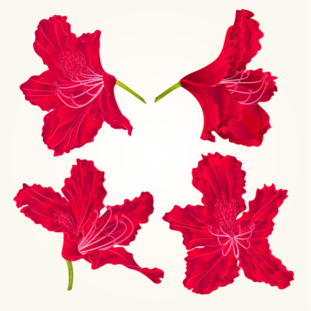 Blossoms red rhododendrons red set two  mountain shrub vintage vector illustrationのイラスト素材