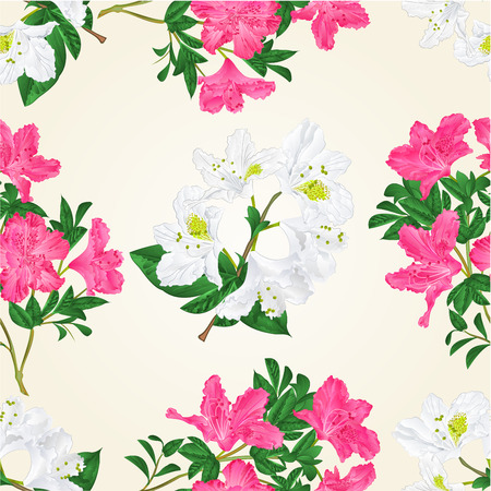 Seamless texture pink and white flowers rhododendron twig with leaves mountain shrub vintage vector illustration hand drawのイラスト素材