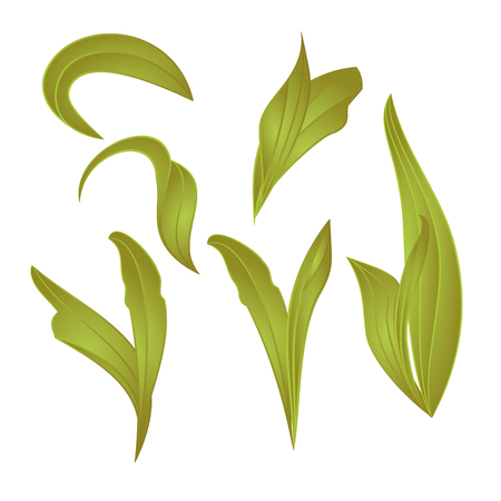 Leaves Lily  vintage  set first vector botanical editable illustration  hand drawのイラスト素材