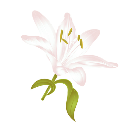 White Lily Lilium candidum, a white flower with leaves  vector illustration editable Hand drawnのイラスト素材